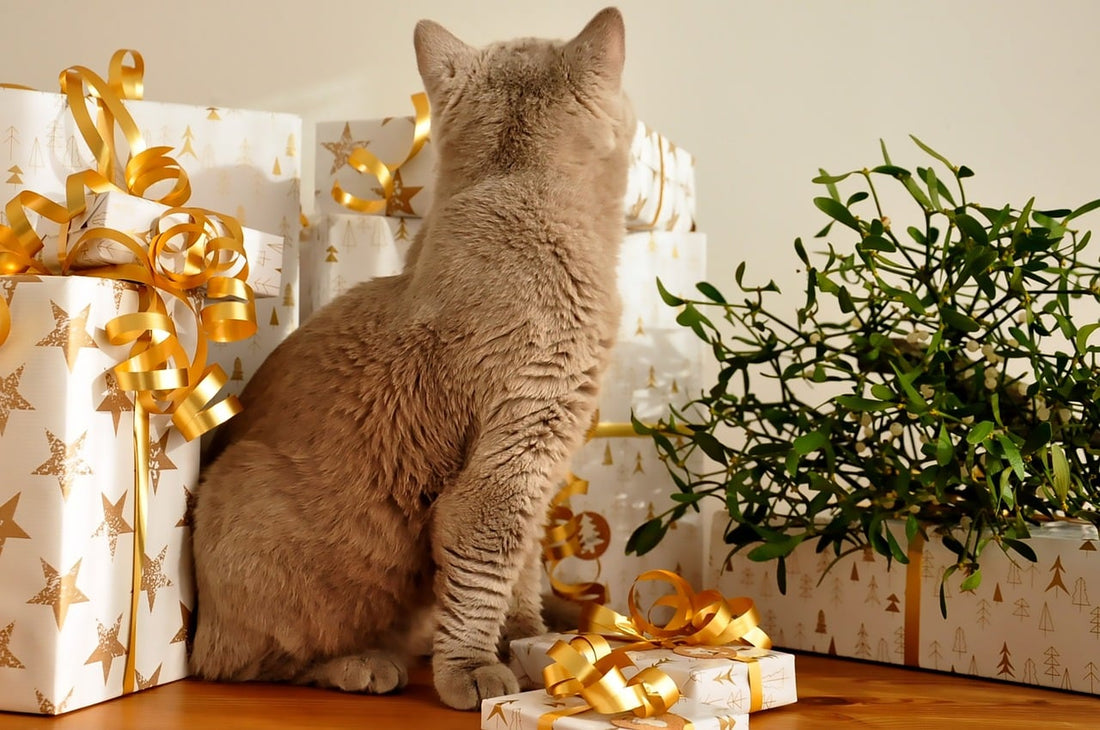 Le Secret pour Ravir les Amoureux des Chats : Cadeaux Personnalisés Adaptés à Leur Esprit Félin