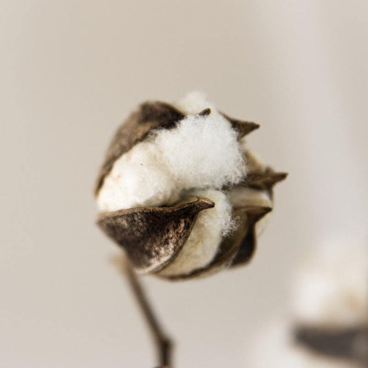 fleurs de coton