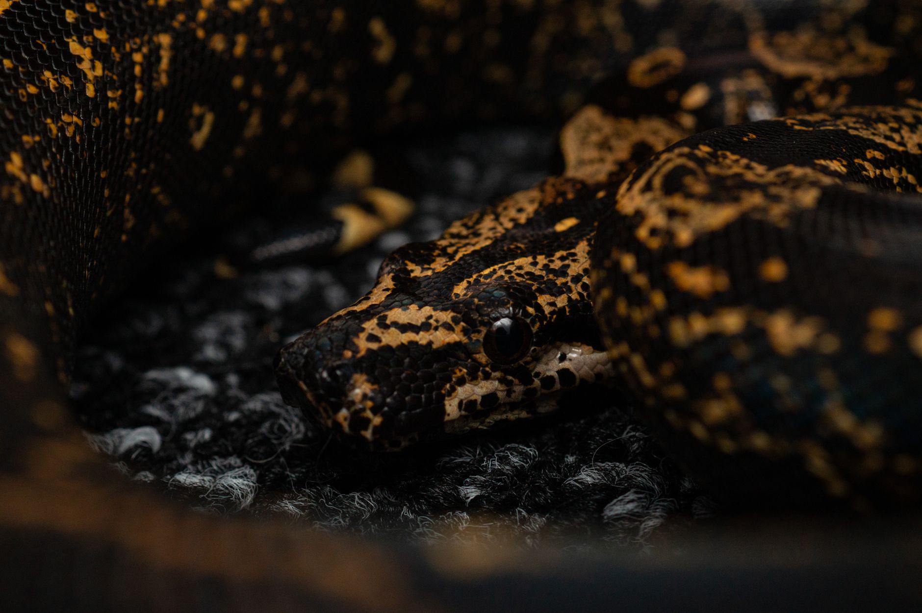 Imprimé serpent : l'atout mode de cet automne pour un look audacieux