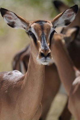 Que mettre dans son sac à dos pour un safari en Tanzanie