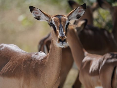 Que mettre dans son sac à dos pour un safari en Tanzanie