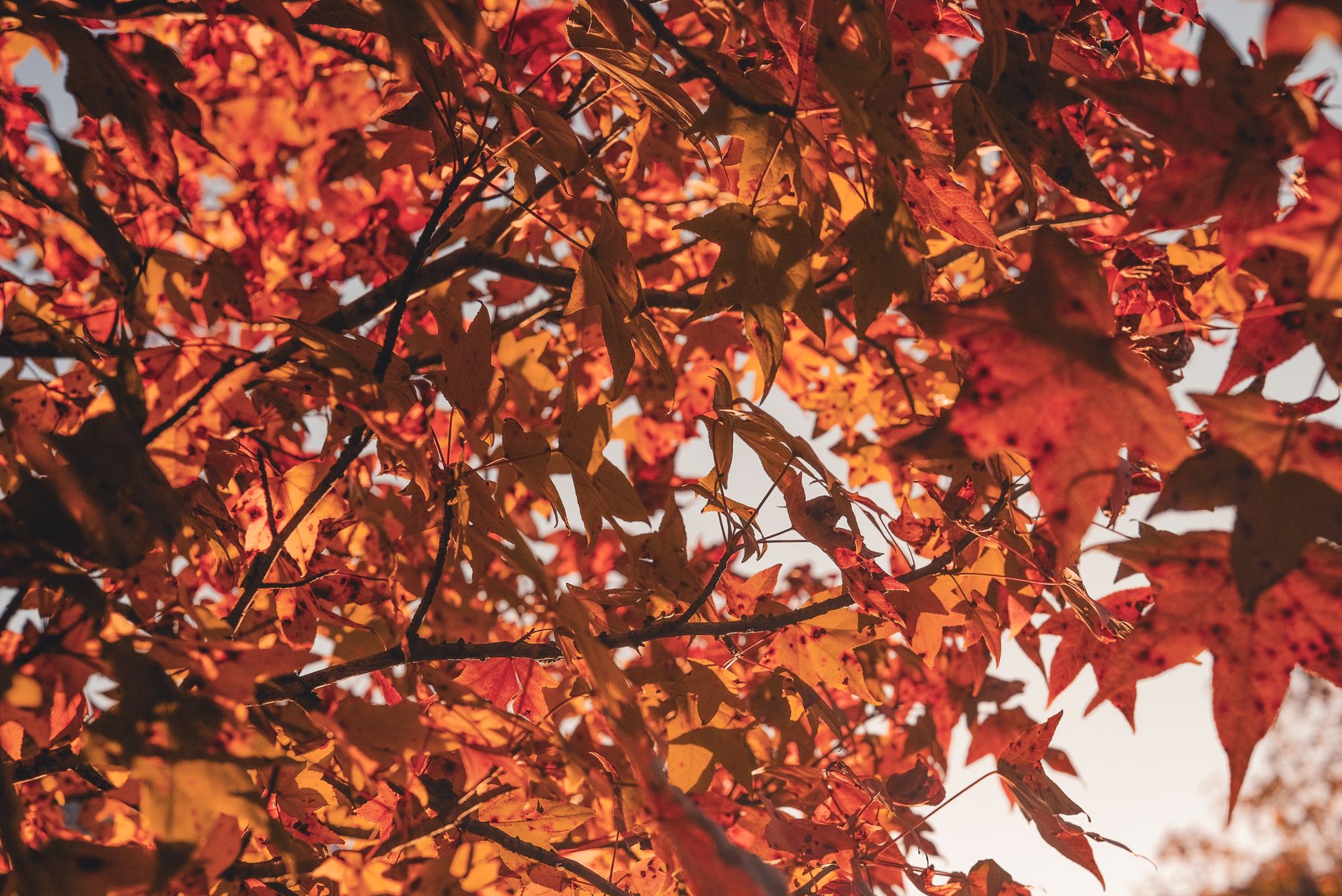 L&rsquo;automne sans marron : trois couleurs chics à adopter dès maintenant